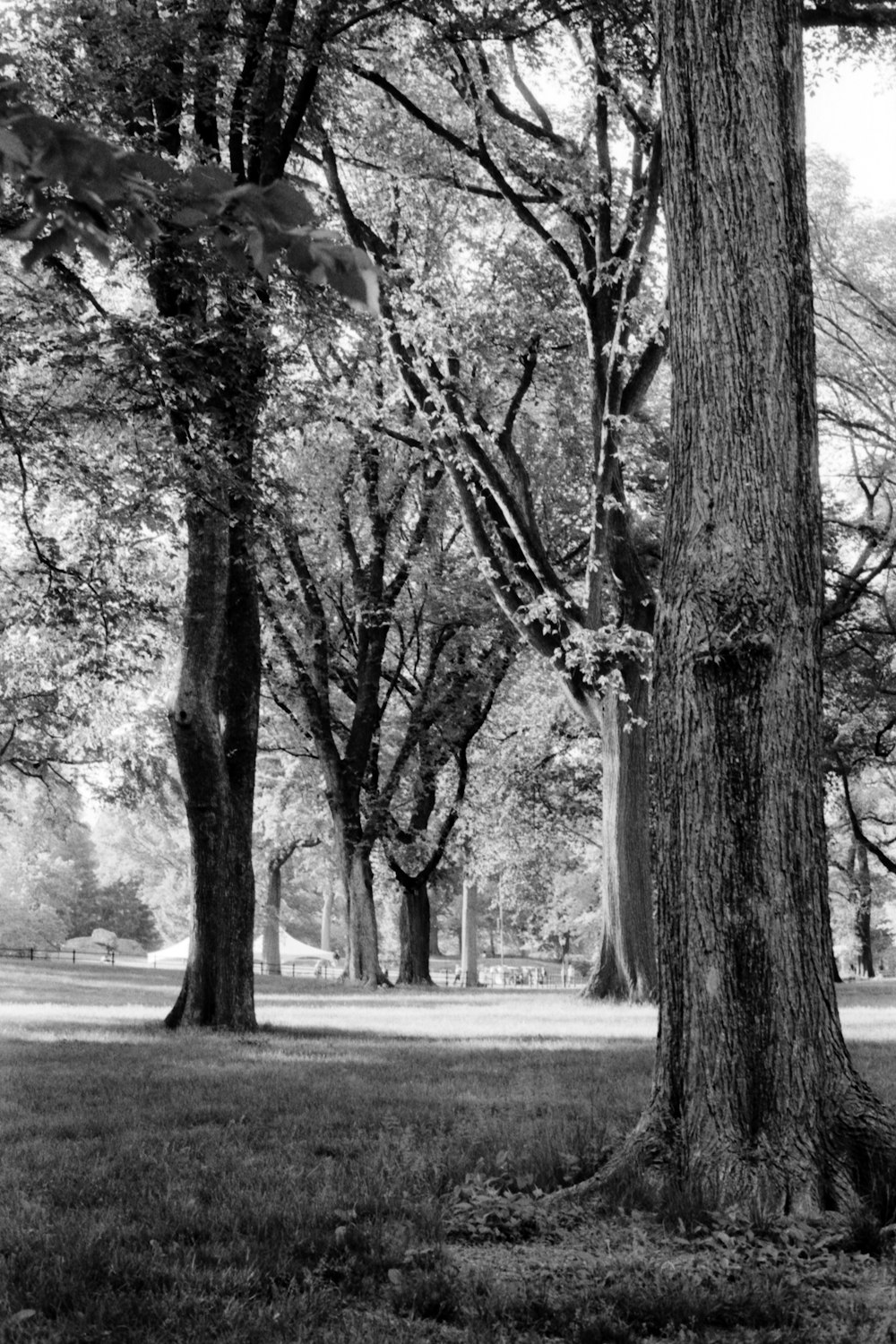 a black and white photo of trees in a park