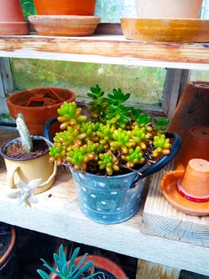 A cluster of small potted plants arranged on a wooden shelf with terracotta accents.