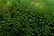 Small water droplets are densely scattered across a glass surface with a green background. The droplets vary in size, creating a pattern and reflecting the surrounding green environment.