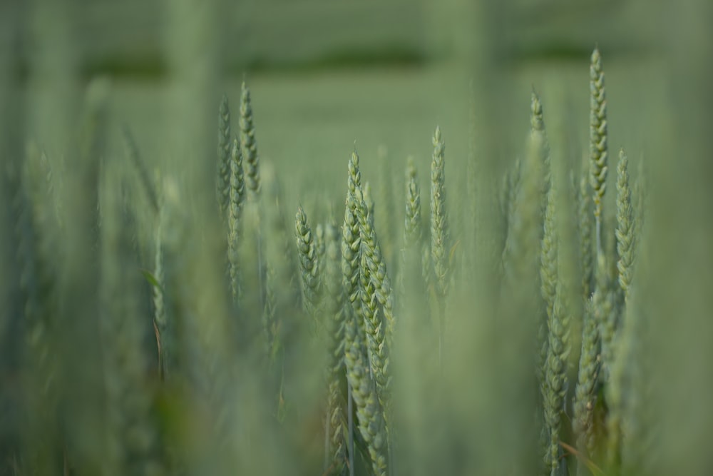 a close up of a bunch of green grass