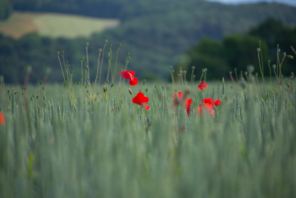 a field of tall grass with red flowers