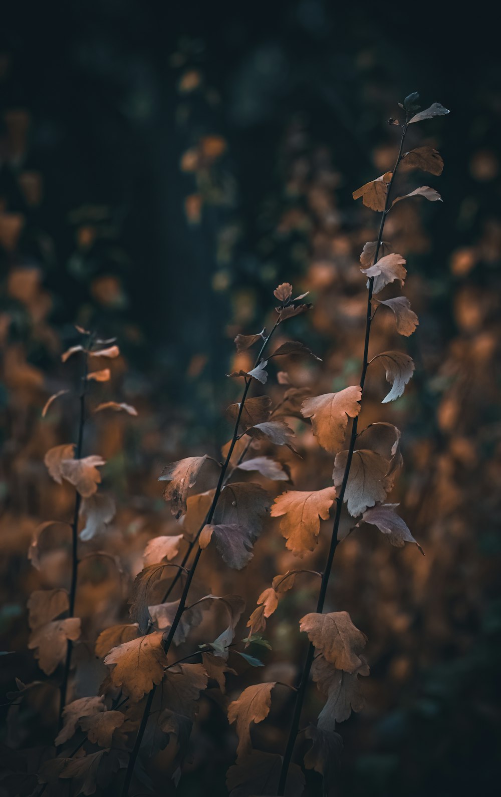 a close up of a plant with lots of leaves