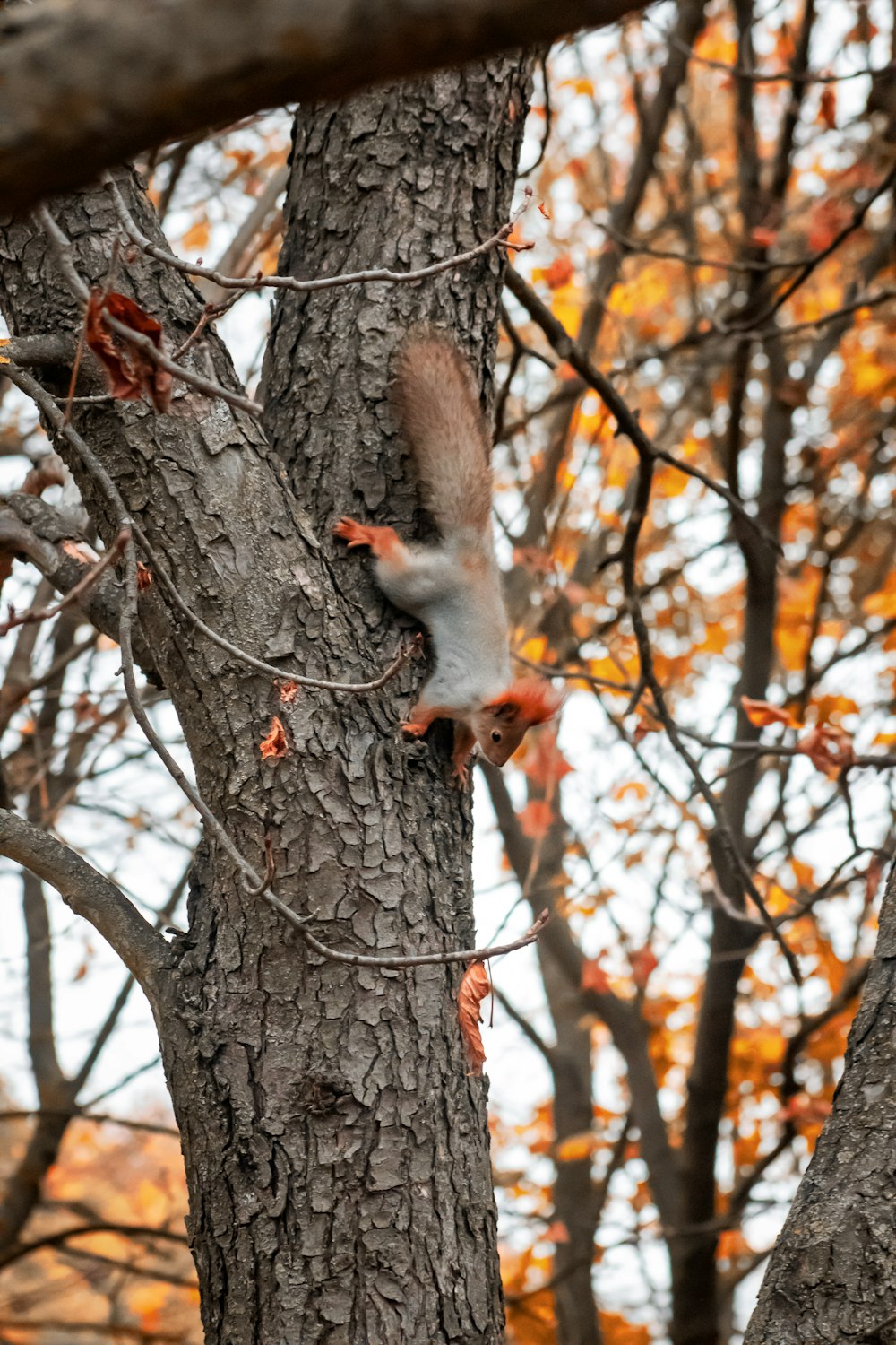 a squirrel climbing up a tree in the fall