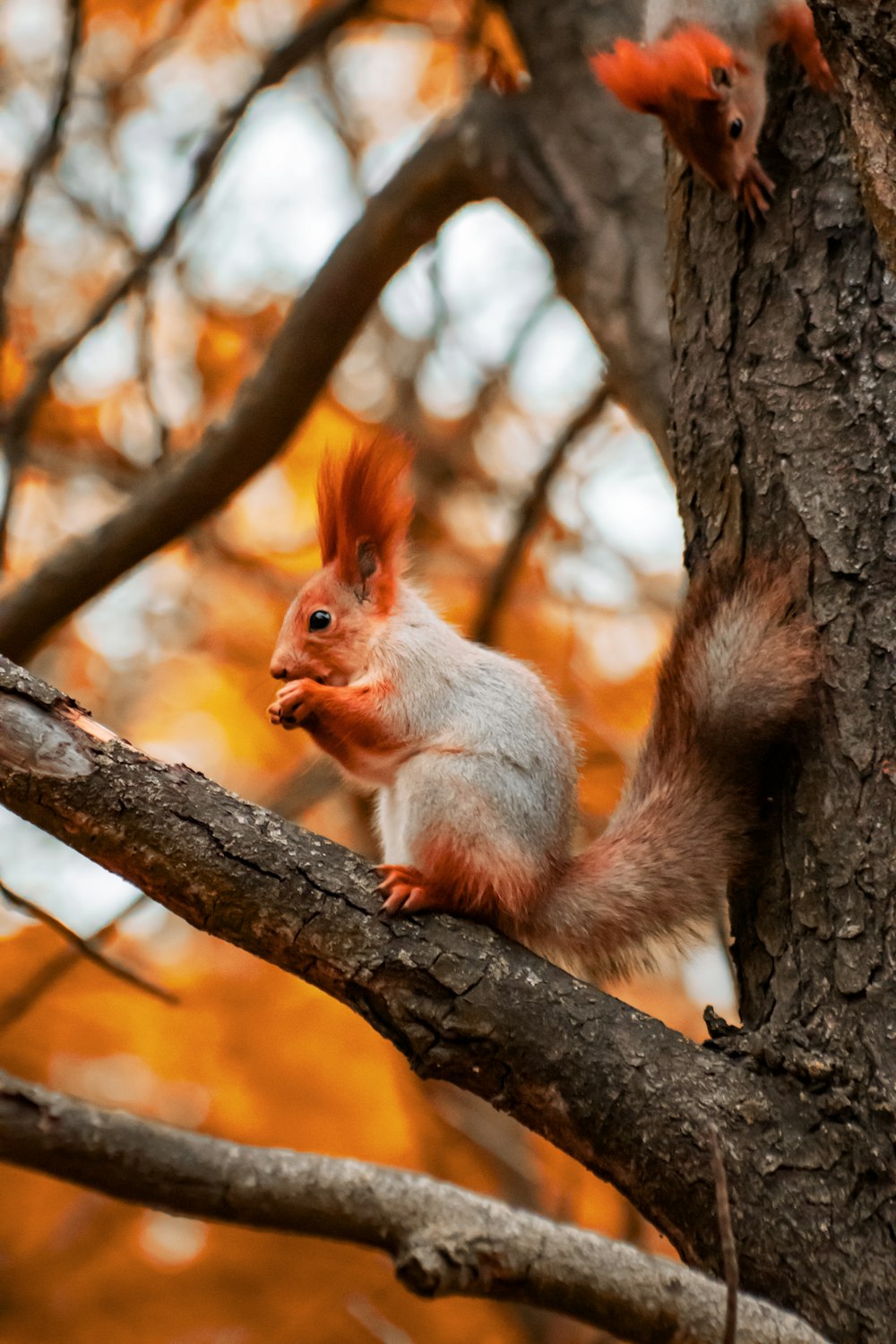 a squirrel sitting on top of a tree branch