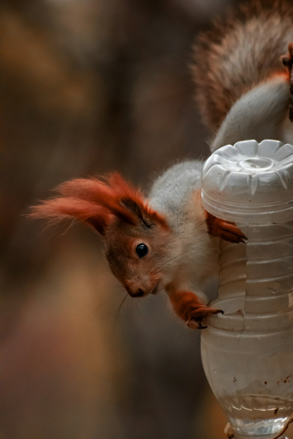 a squirrel that is standing on a bird feeder