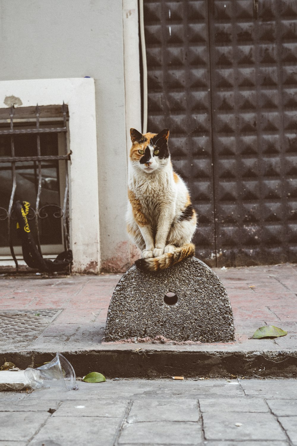 a cat sitting on top of a rock on a sidewalk
