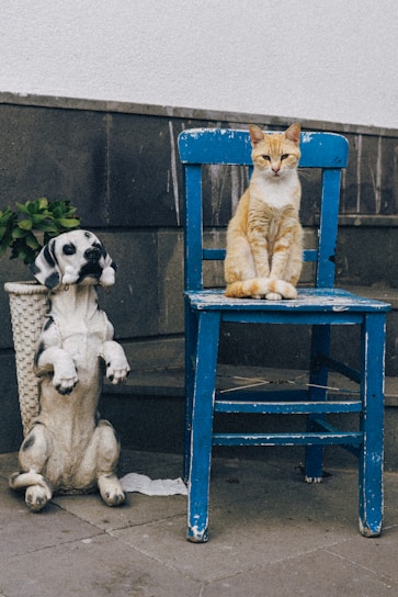 a cat sitting on top of a blue chair next to a dog