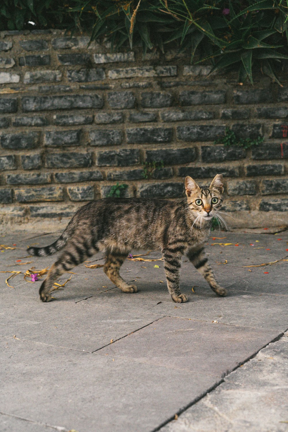a small cat walking across a sidewalk next to a brick wall