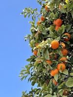 Bright orange naranjilla fruits hanging on lush green branches.