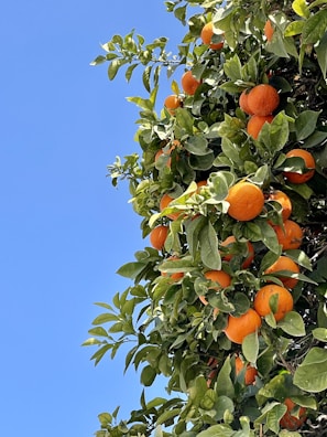 Bright orange naranjilla fruits hanging on lush green branches.