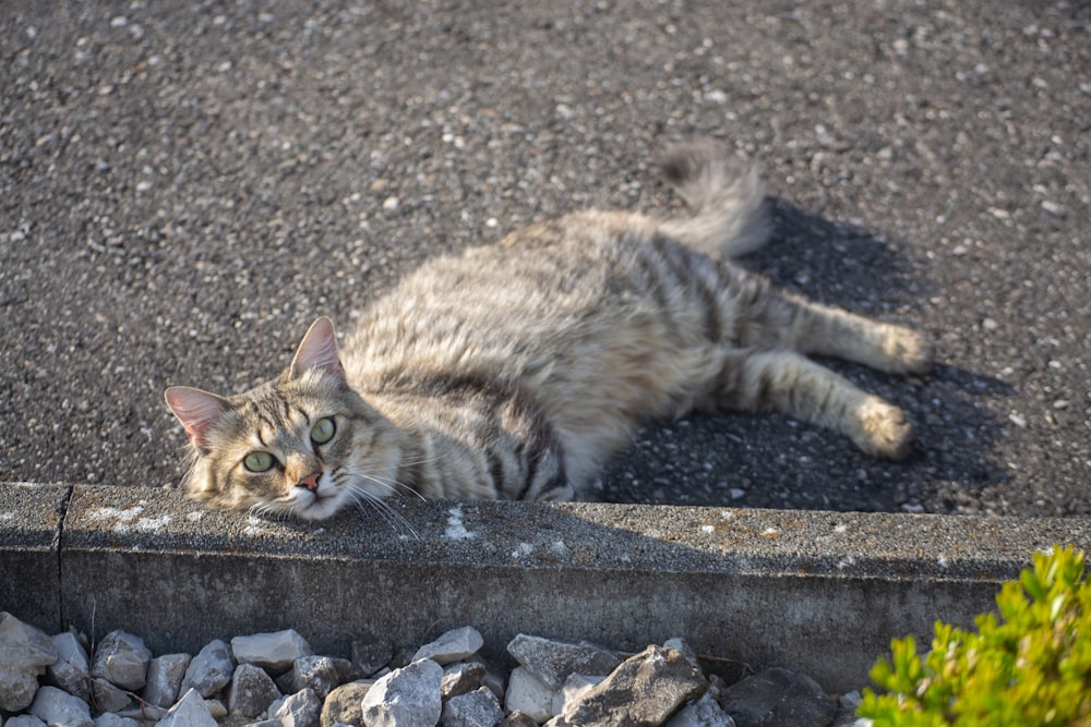 a cat laying on the ground next to some rocks