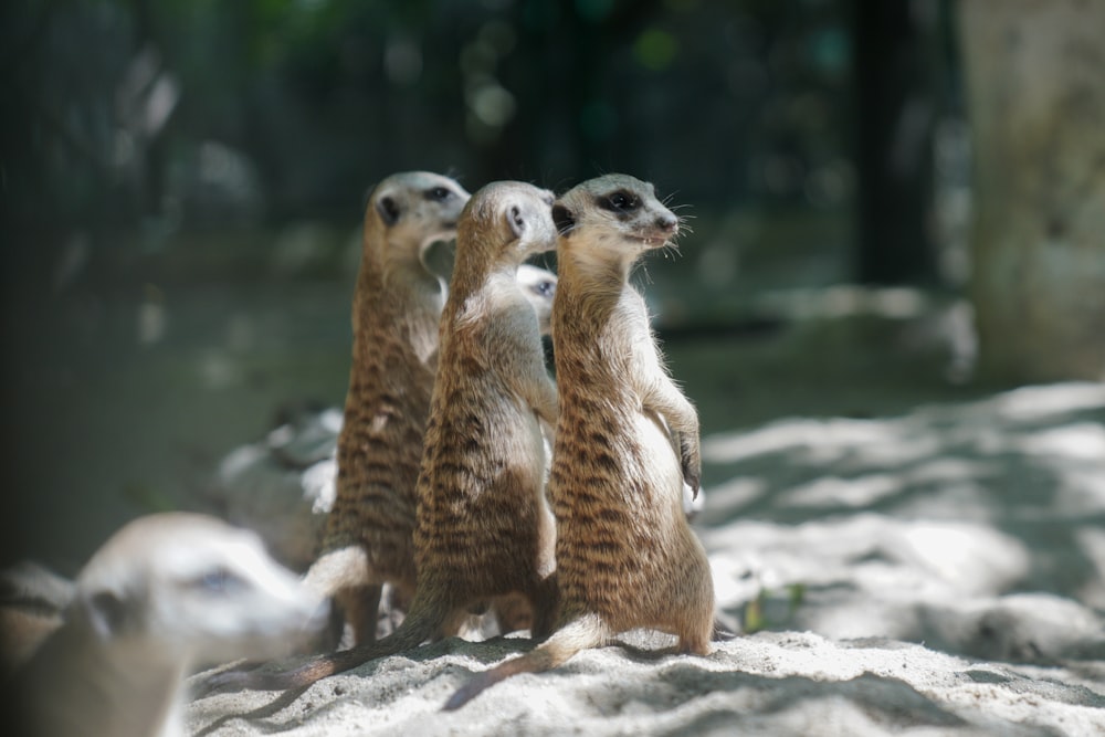 a group of three meerkats standing next to each other
