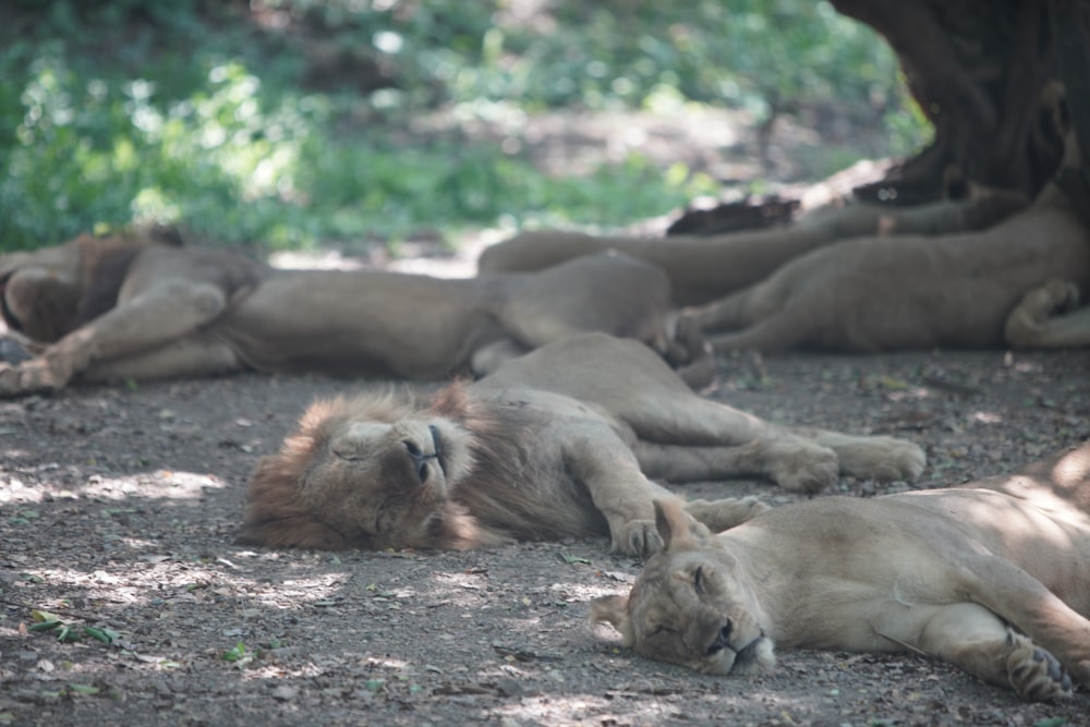 a group of lions laying on the ground under a tree