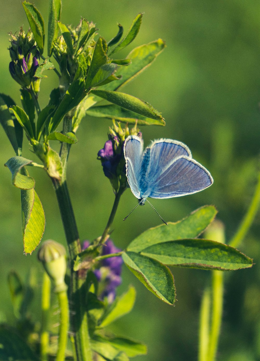 a blue butterfly sitting on top of a green plant