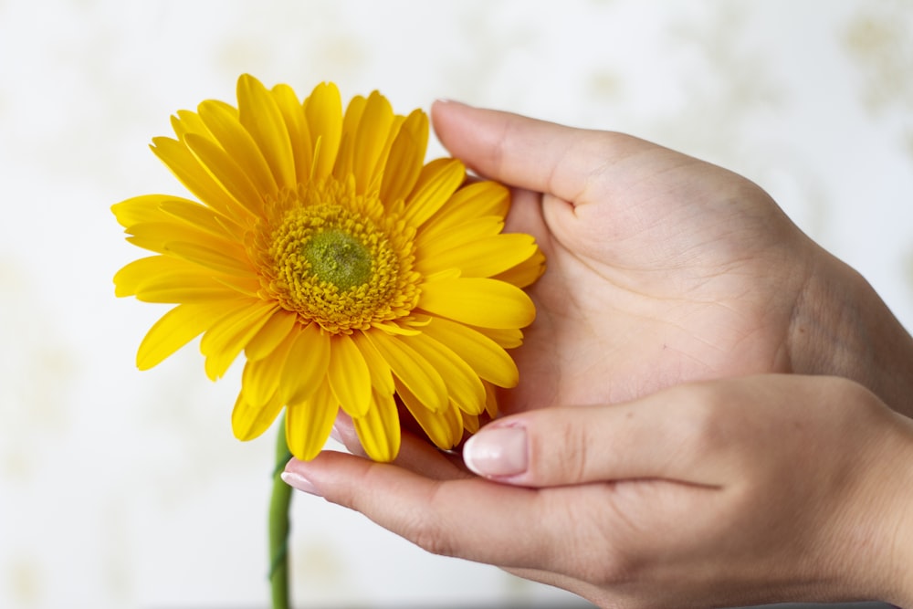 a person holding a yellow flower in their hand