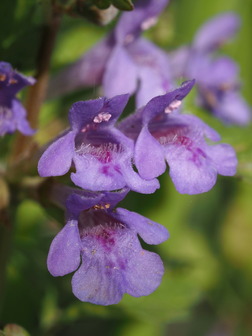 Un primer plano de una flor púrpura en una planta