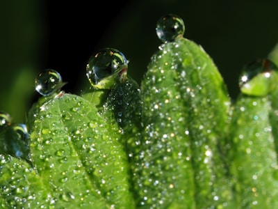Close-up of water droplets sparkling on fresh alpine leaves.
