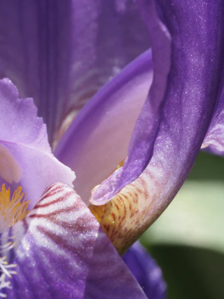 Softly lit iris image showing detailed patterns and colors.