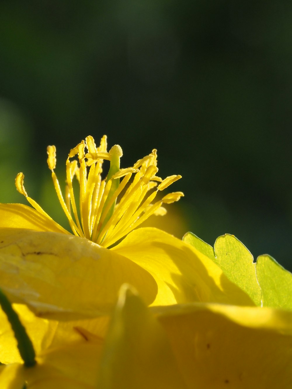 a close up of a yellow flower with green leaves