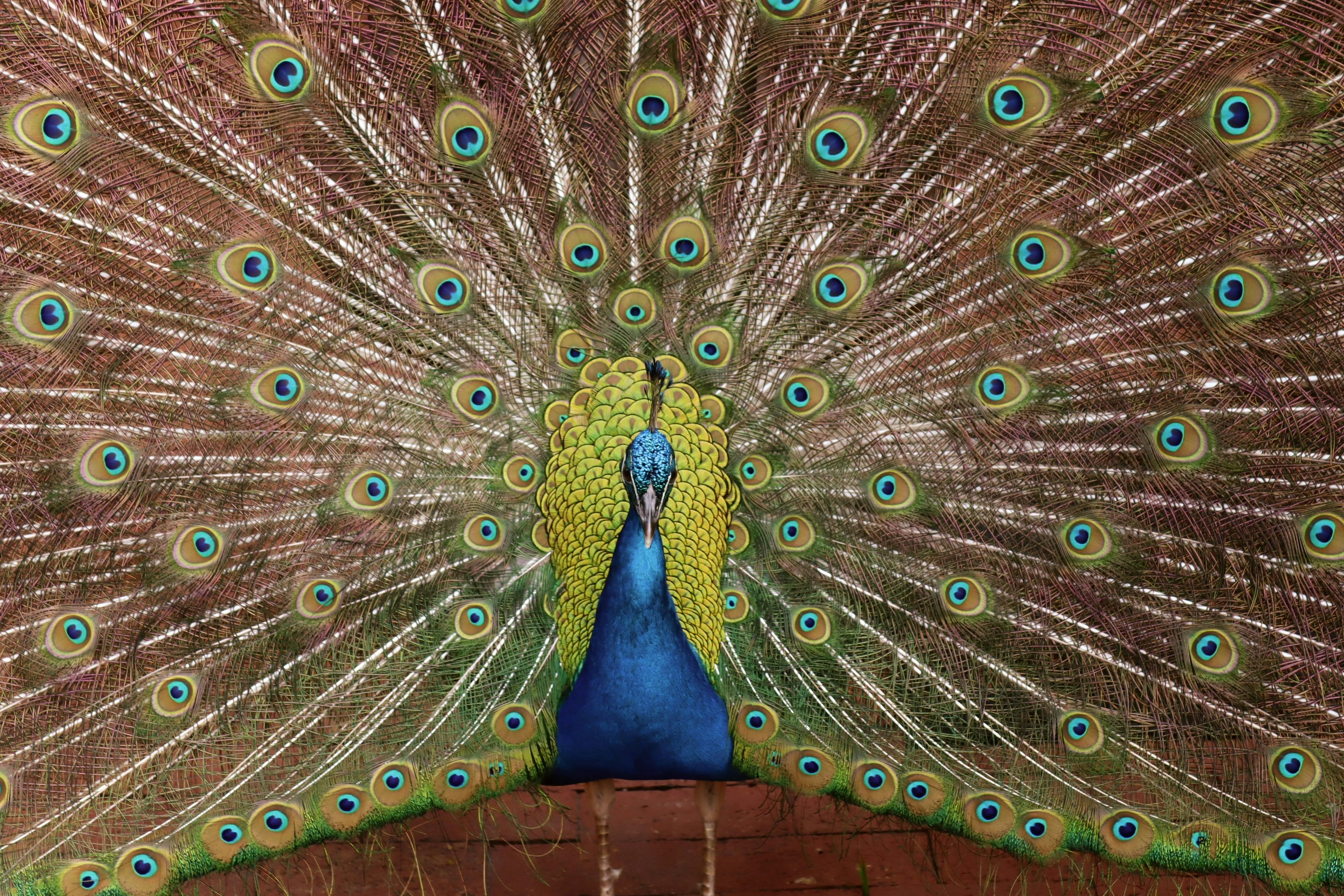 Photo by alexanthony