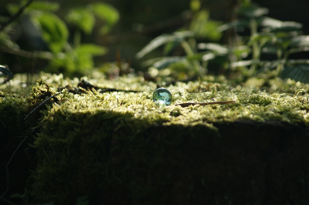 a drop of water sitting on top of a moss covered ground