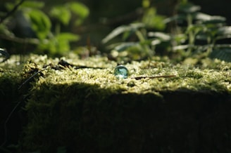 a drop of water sitting on top of a moss covered ground
