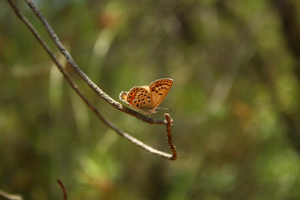 a butterfly sitting on a branch in a forest