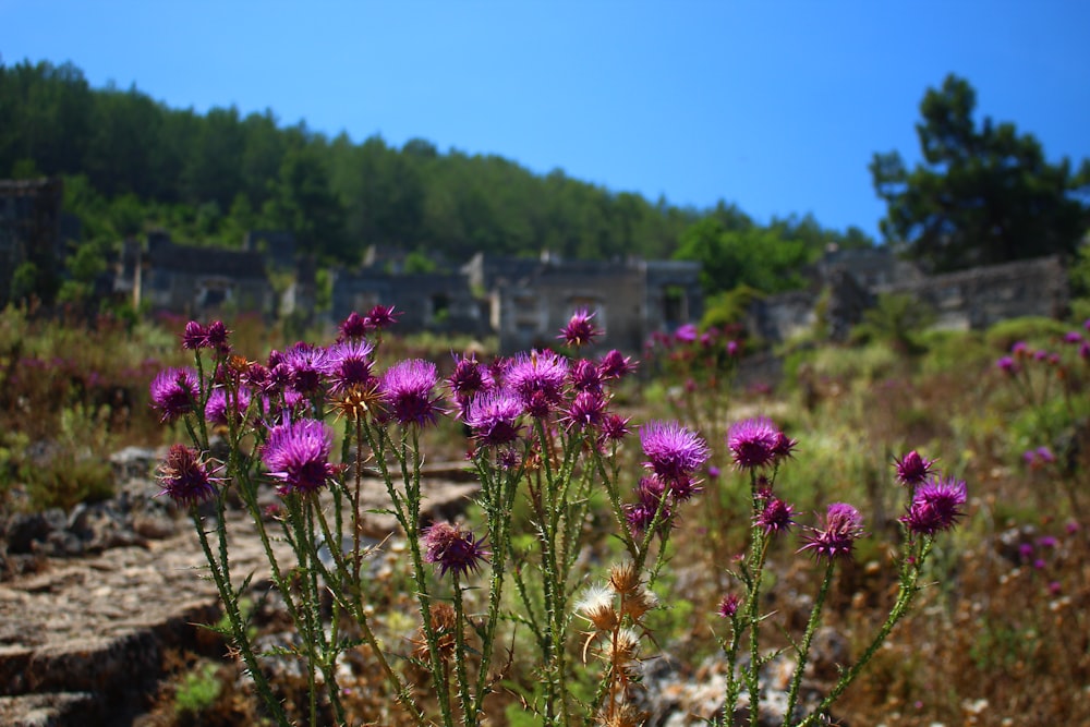 a bunch of purple flowers in a field