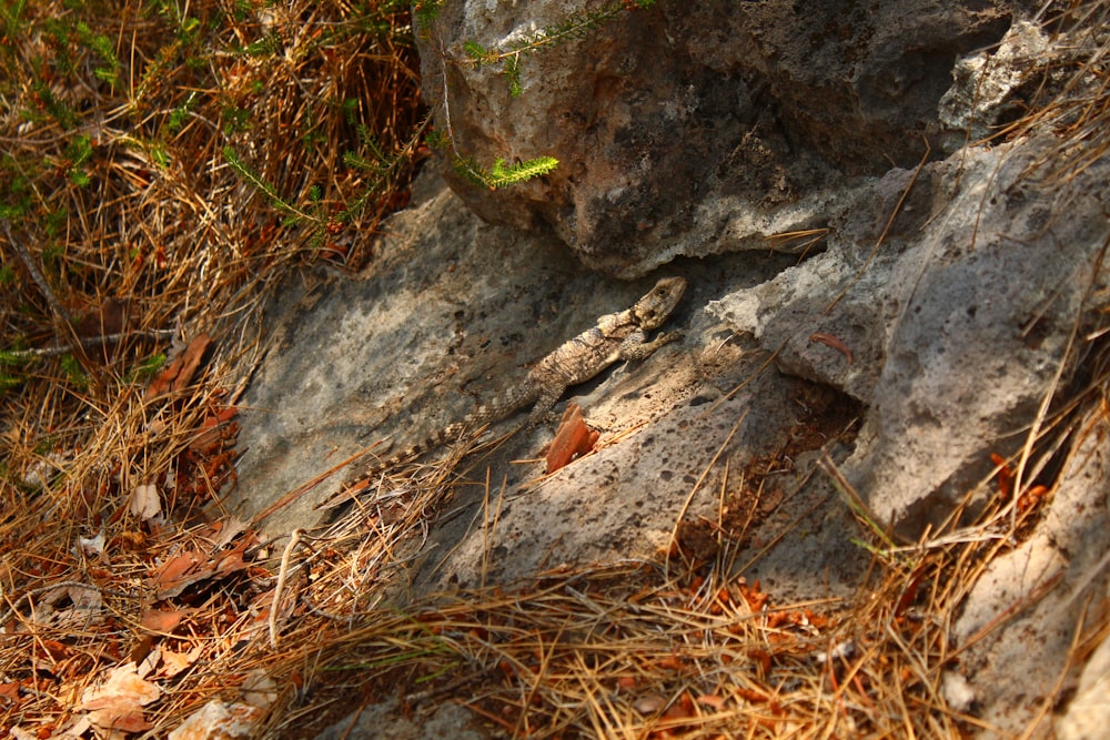 a lizard sitting on a rock in the grass