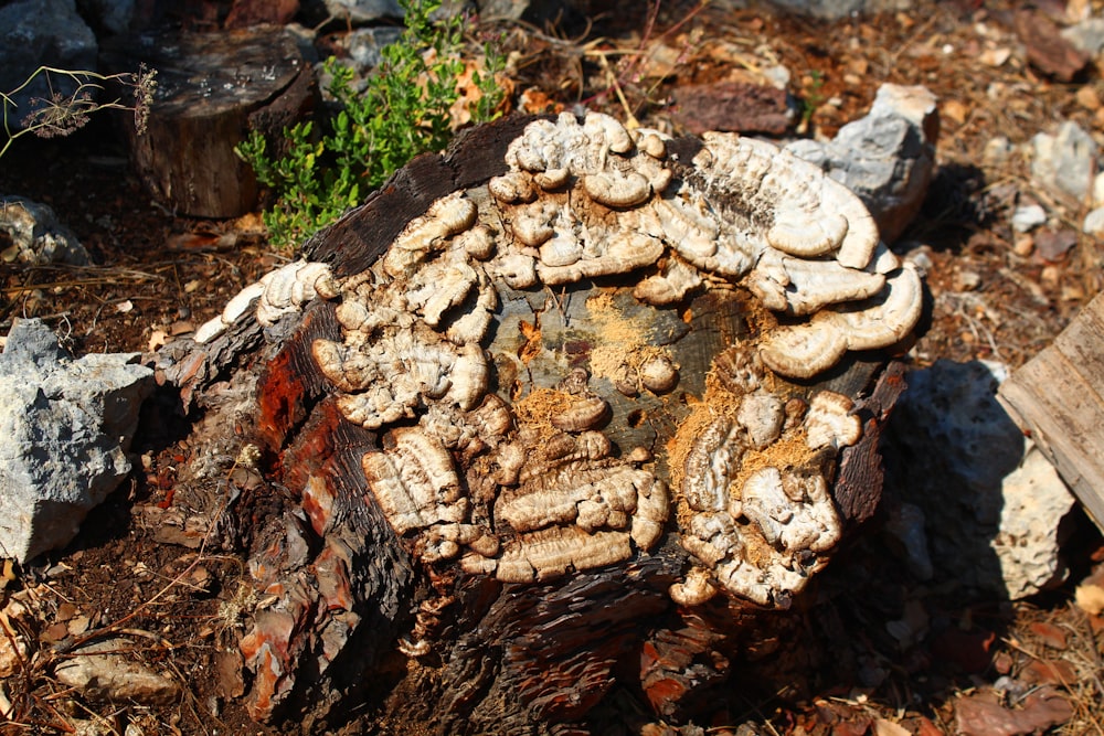 a pile of mushrooms sitting on top of a tree stump