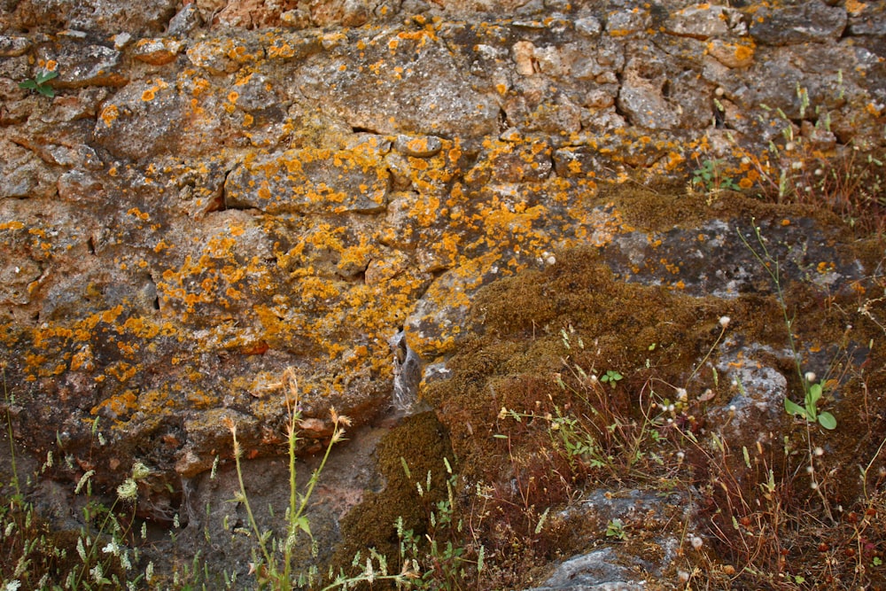 a rock wall covered in lichen and moss