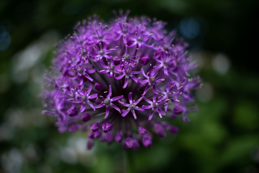 a close up of a purple flower with blurry background