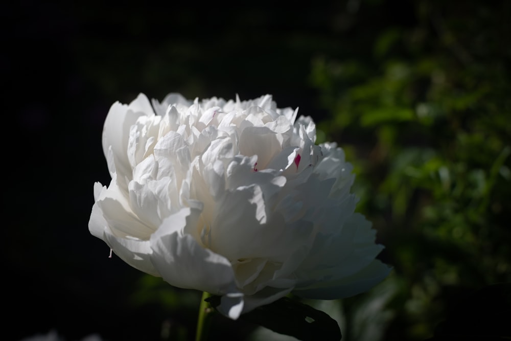 a close up of a large white flower