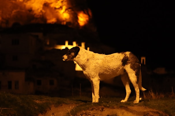 A vigilant security dog standing alert in an urban Lubumbashi setting at dusk.