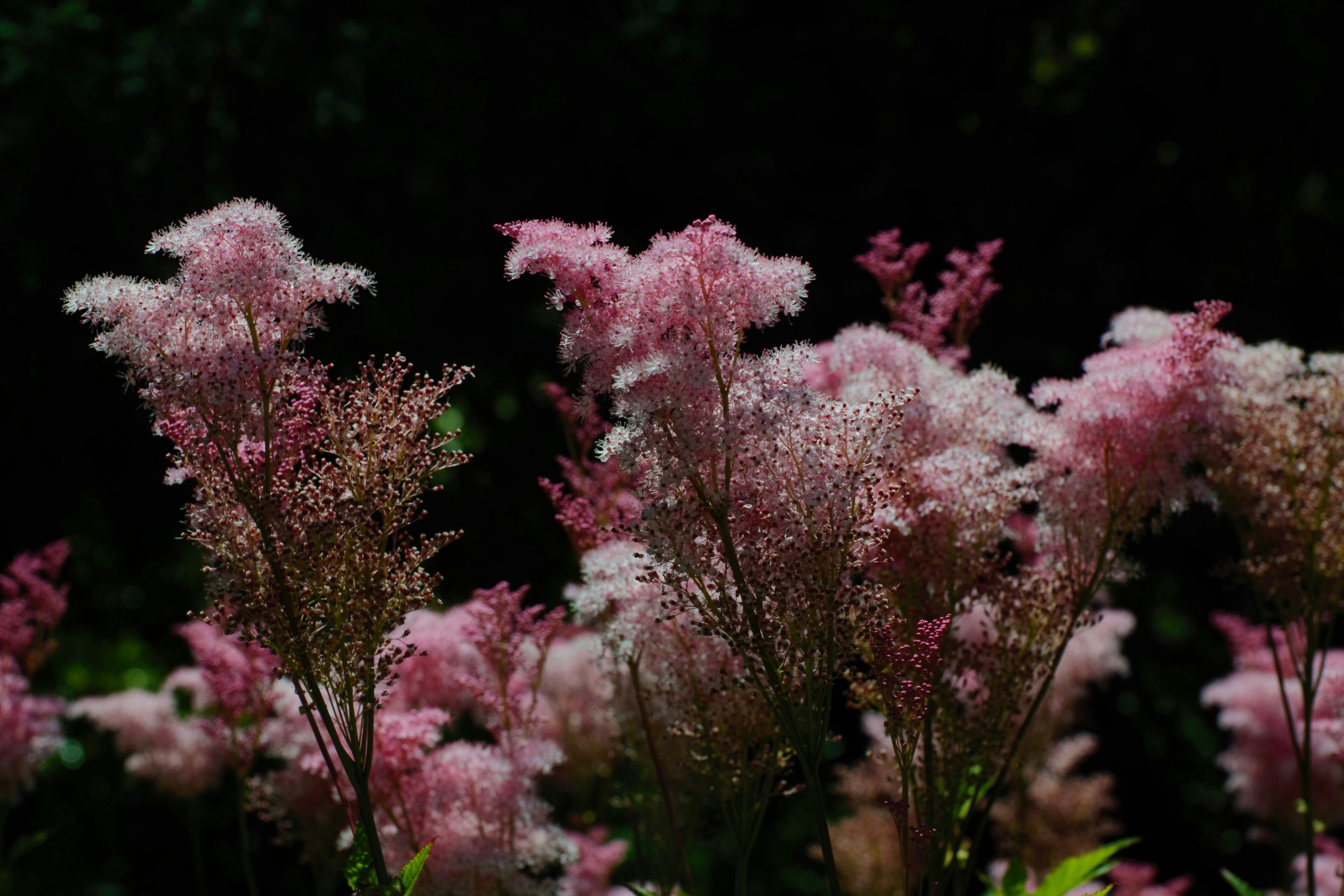 a bunch of pink flowers in a field