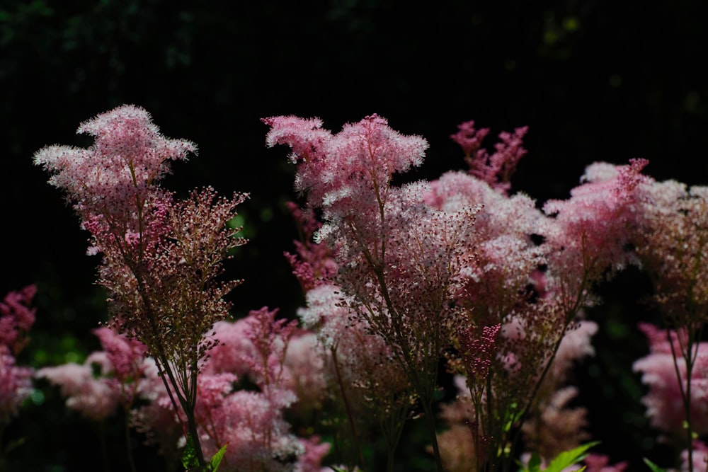 Un ramo de flores rosadas en un campo