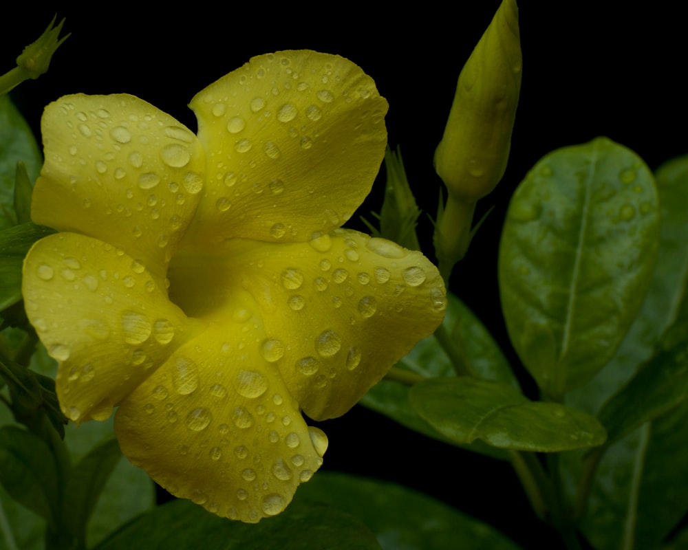 eine gelbe Blume mit Wassertropfen darauf