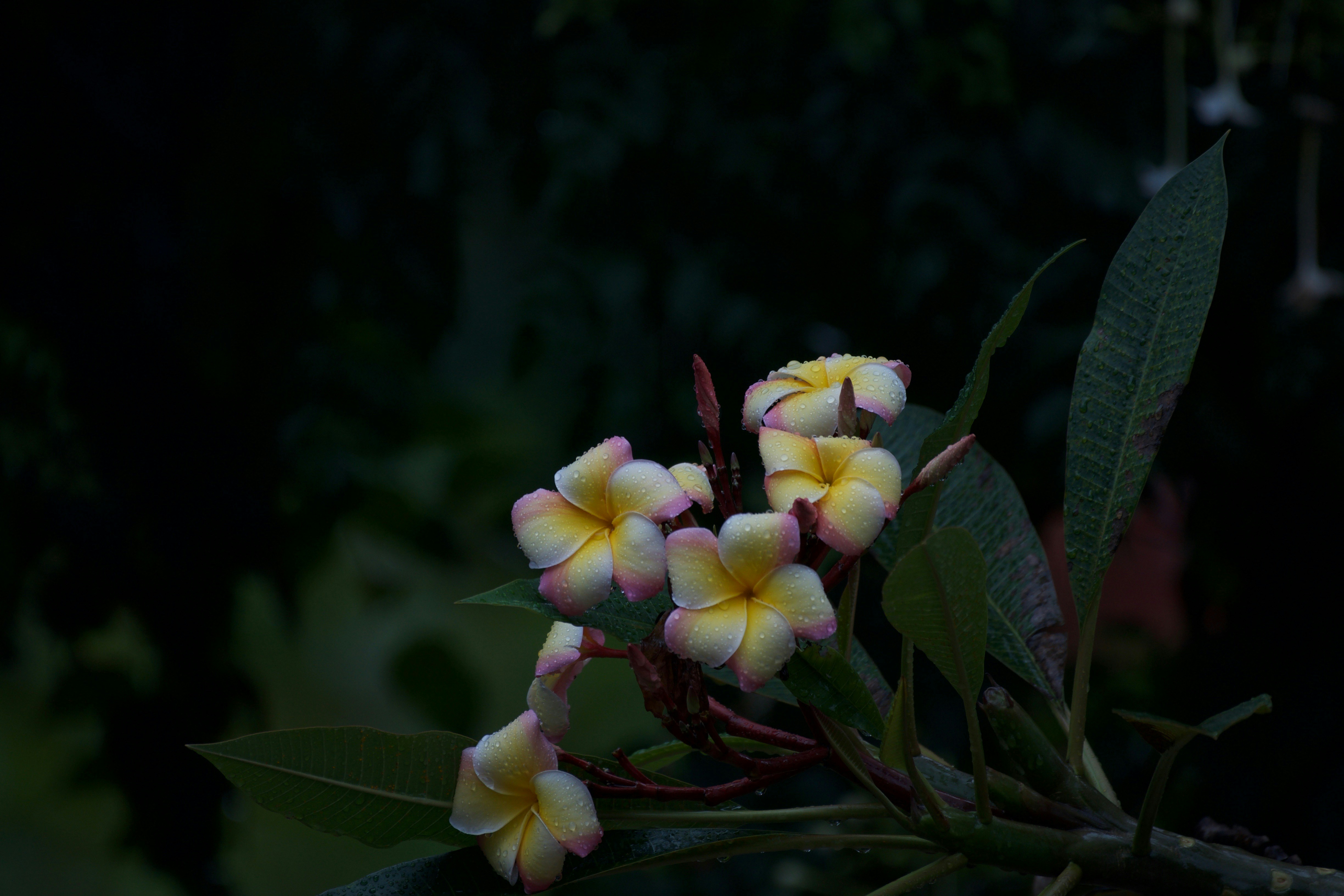 a bunch of yellow and pink flowers on a tree