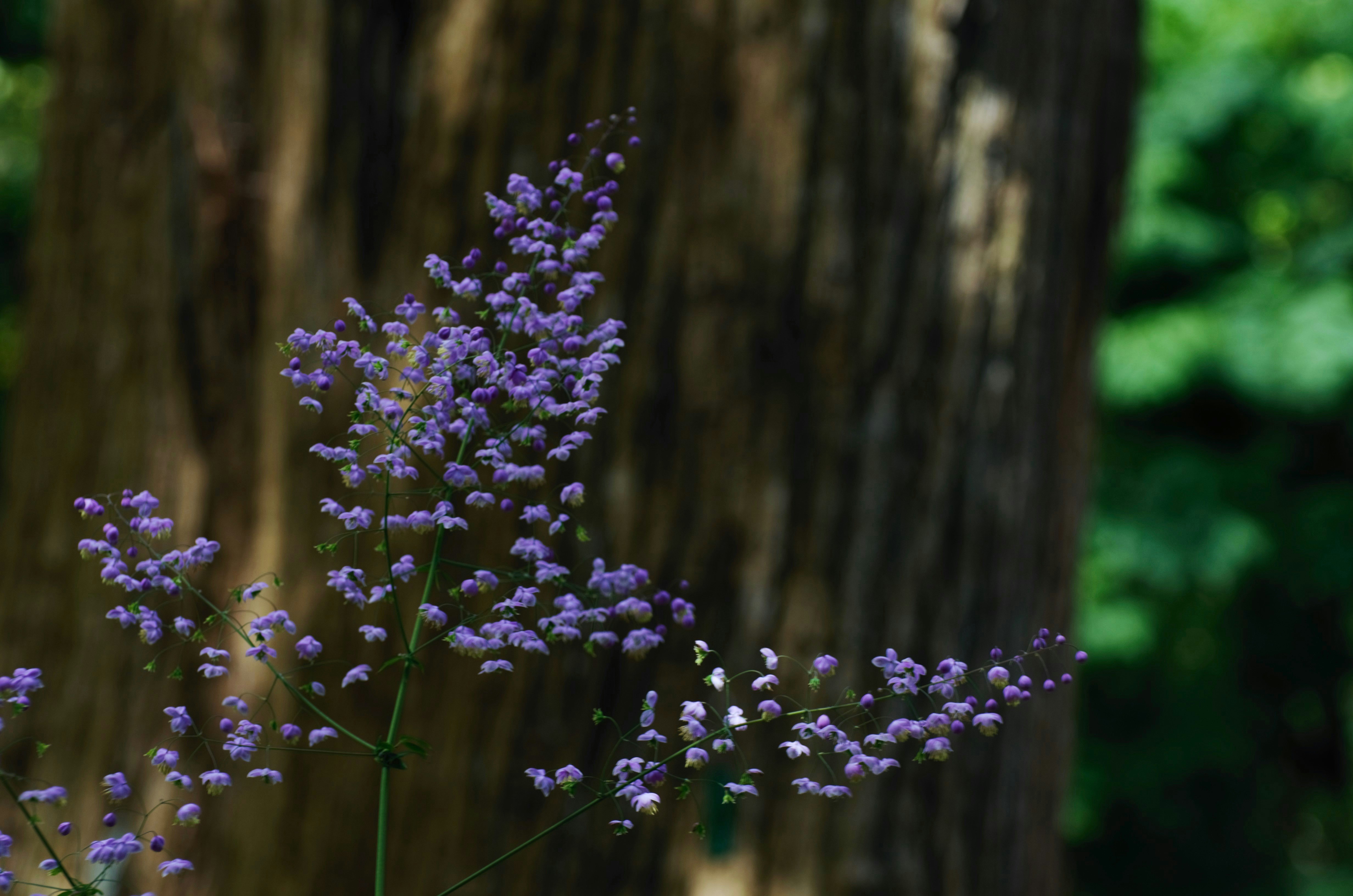 a bunch of purple flowers in front of a tree