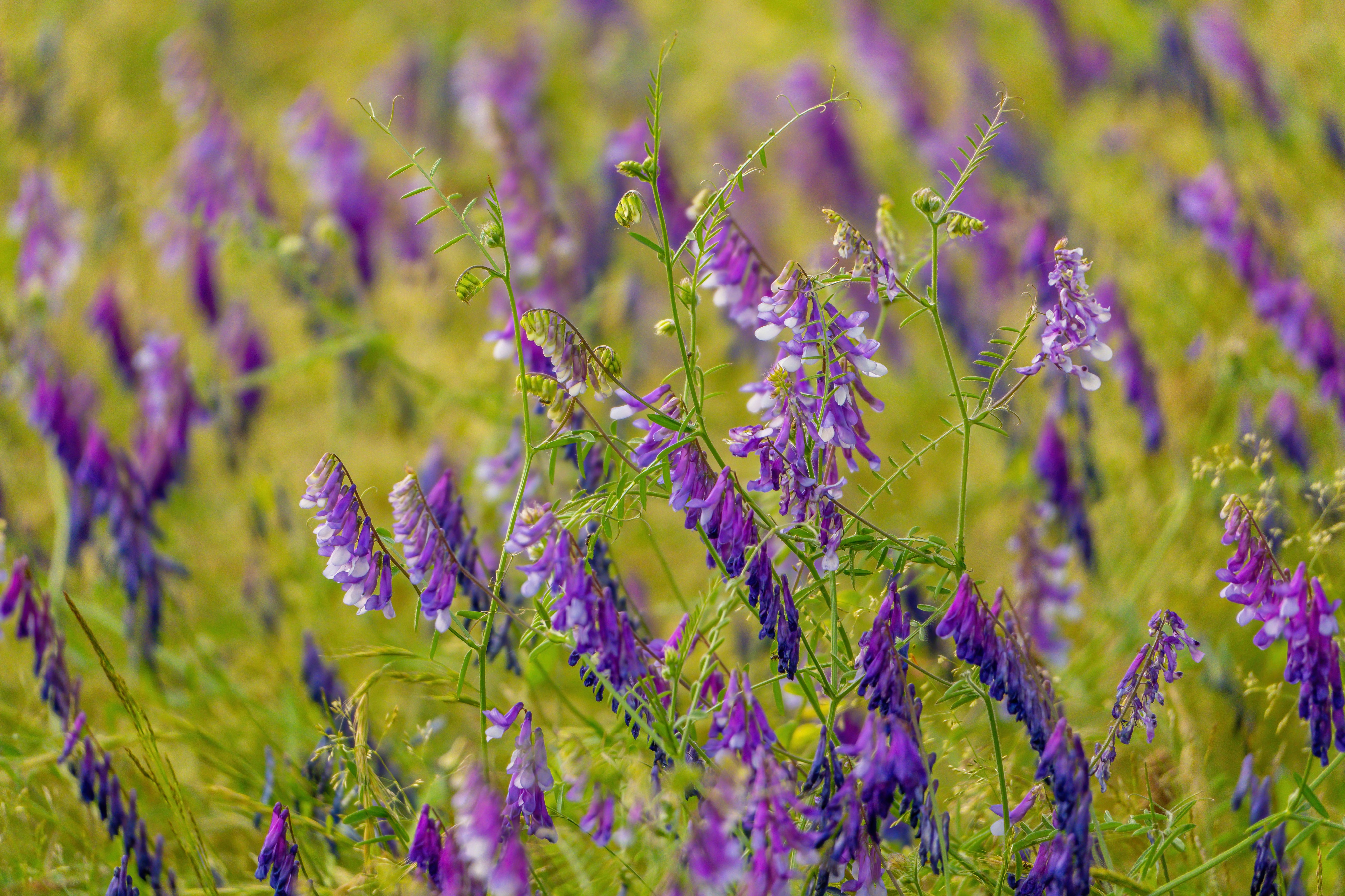 Afbeelding van Eindhoven
