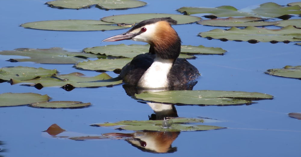 ein Vogel, der auf einem Gewässer sitzt, umgeben von Seerosenblättern