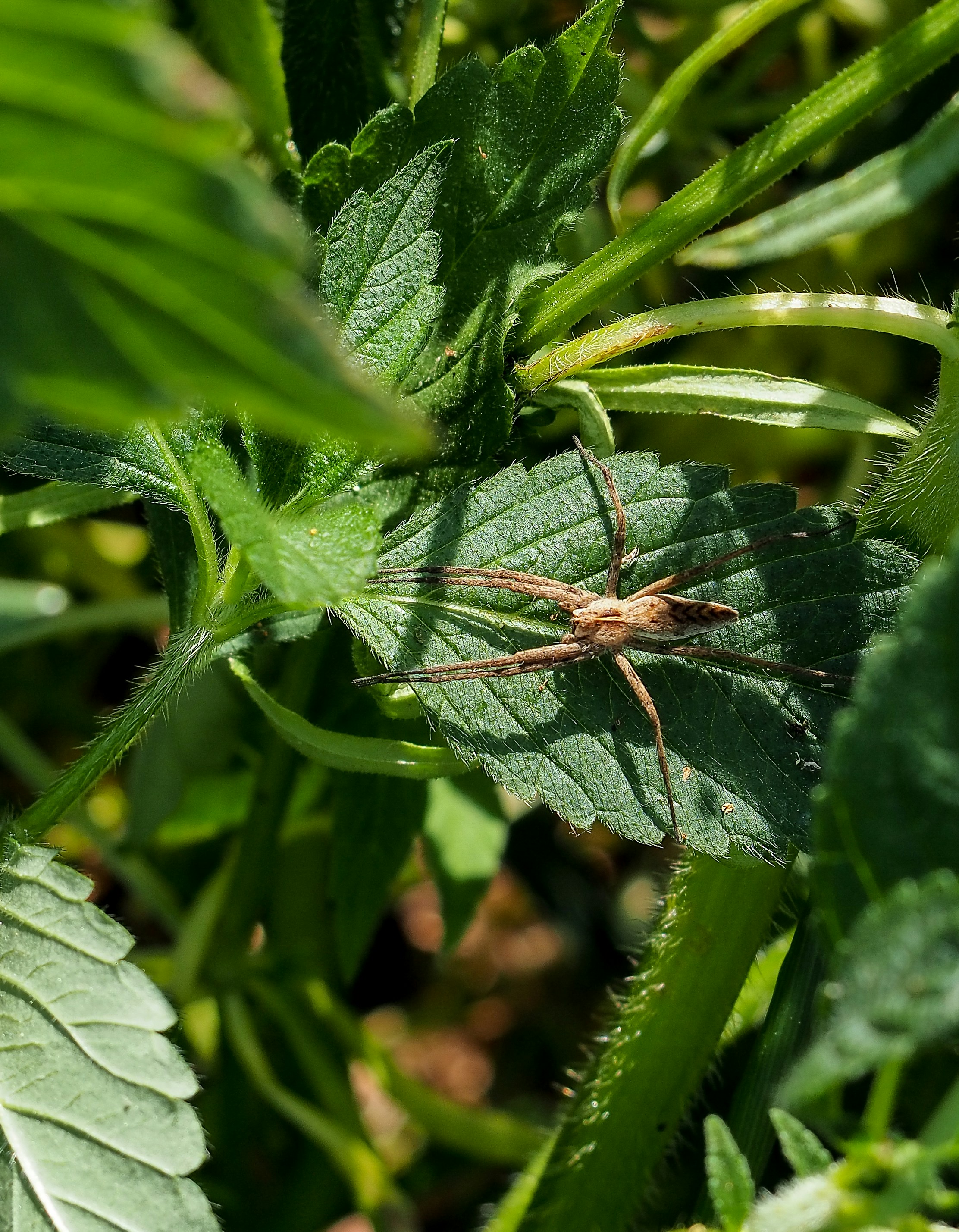 a spider sitting on top of a green leaf