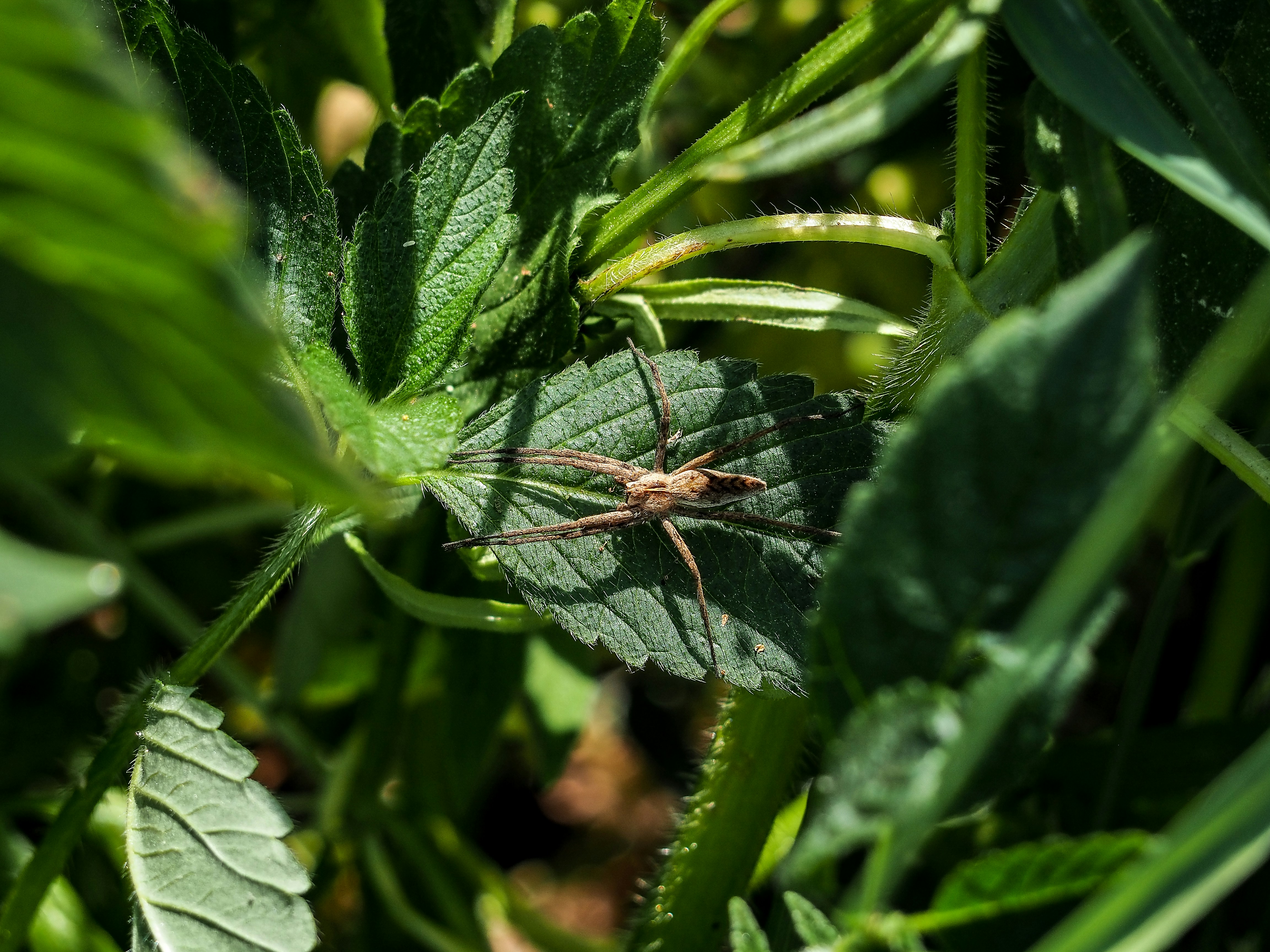 a bug sitting on top of a green leaf