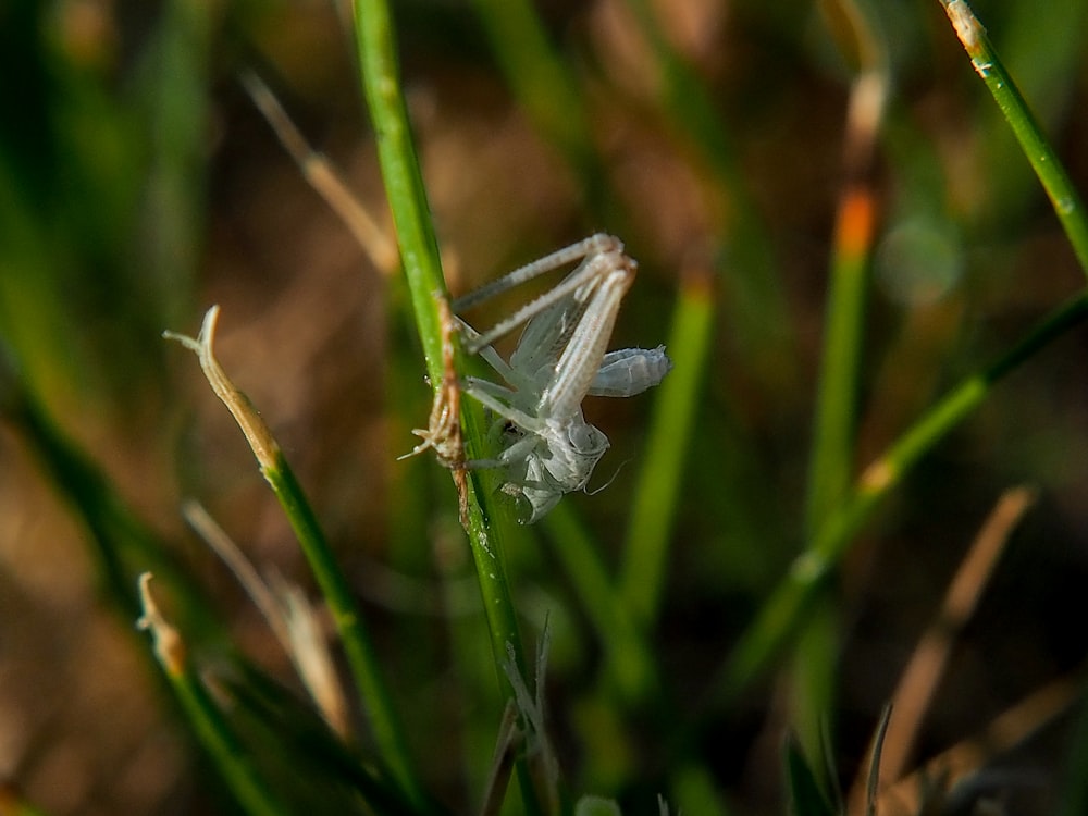a close up of a grass bug on a plant