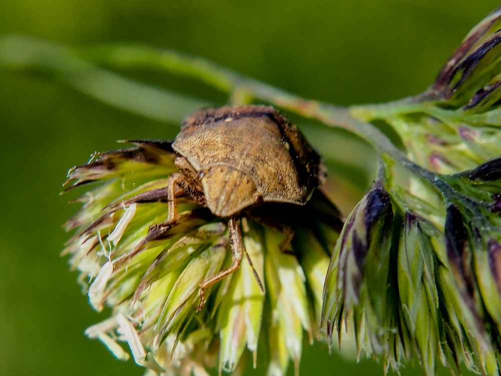 a bug is sitting on a flower bud