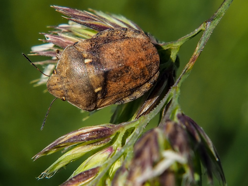 a close up of a bug on a flower