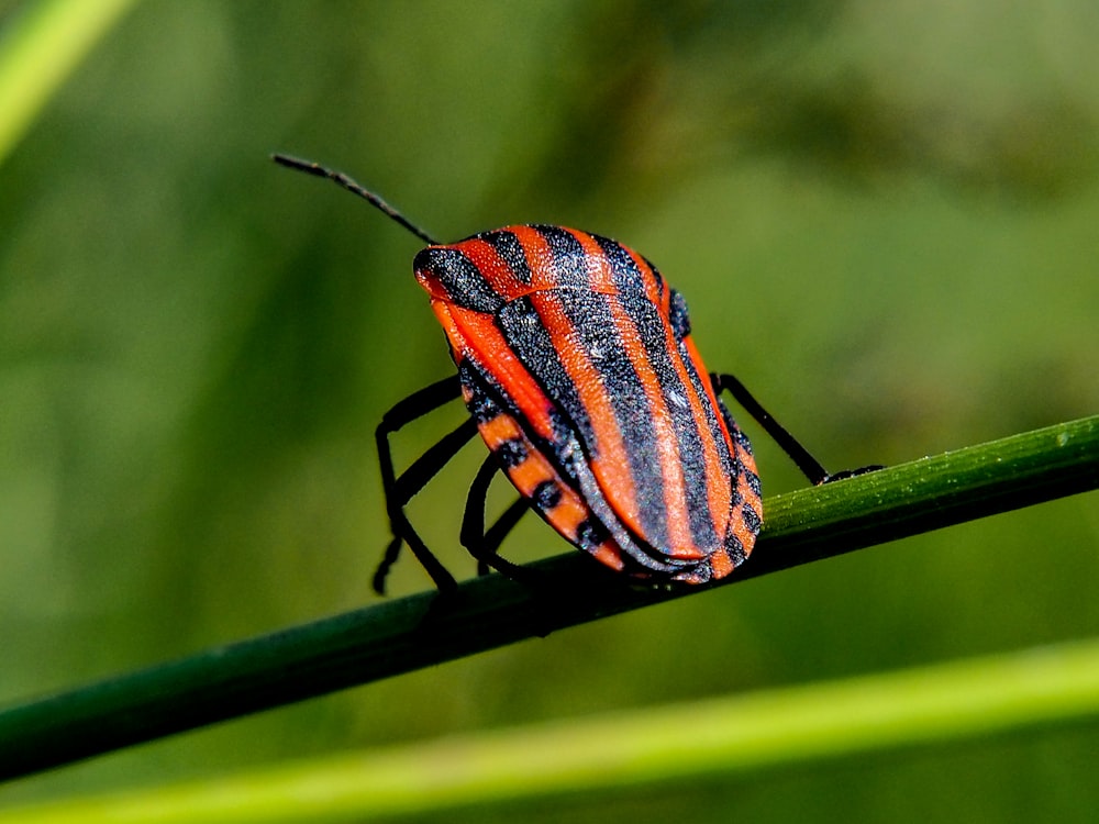 a red and black bug sitting on top of a green leaf