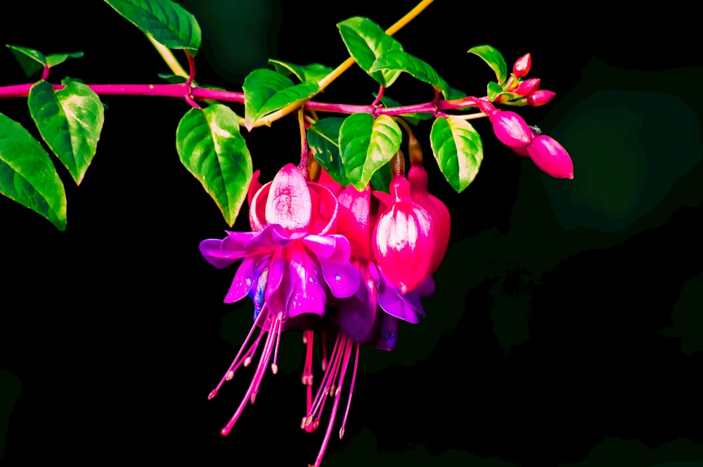 a close up of a flower on a branch