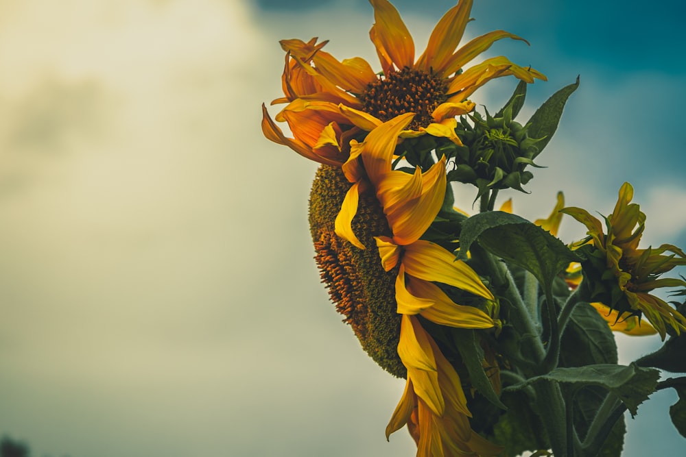 a large sunflower is blooming on a cloudy day