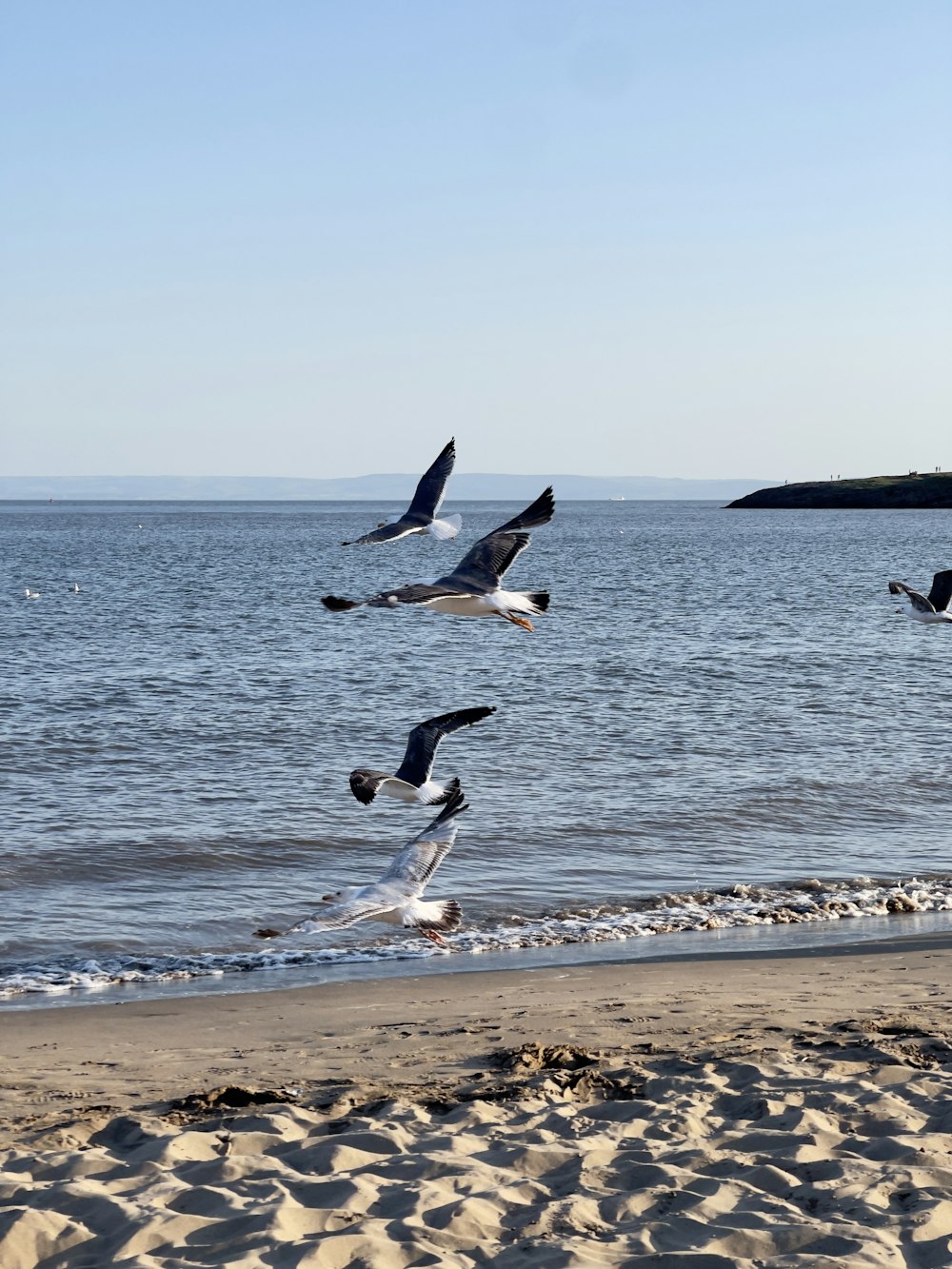 a flock of birds flying over a sandy beach